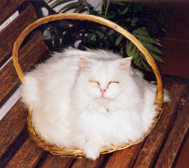 Basket case