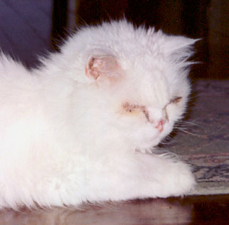 Candy, March 2002