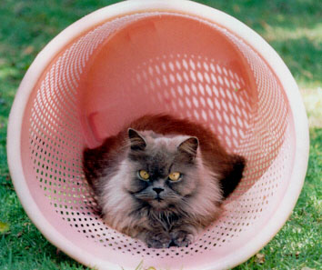 Natasha, laundry